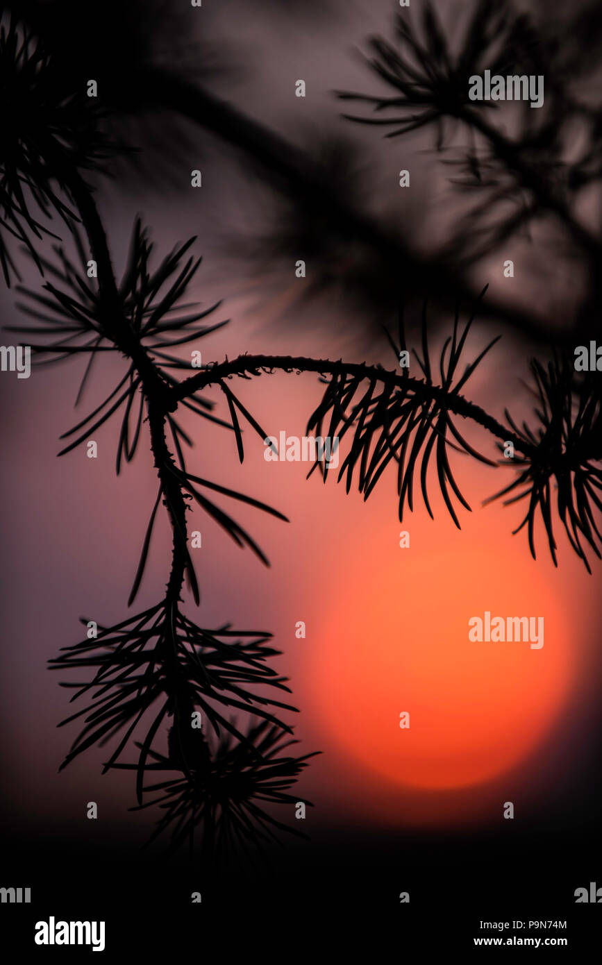 Red Pine (Pinus resinosa) and Sunset by Bruce Montagne/Dembinsky Photo Assoc Stock Photo