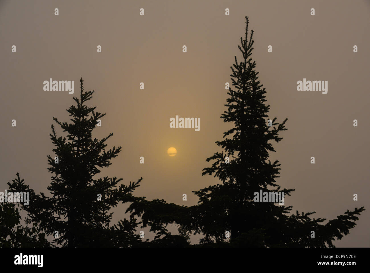 Sunrise and Black Spruce (Picea mariana), Minnesota, USA, by Bruce Montagne/Dembinsky Photo Assoc Stock Photo