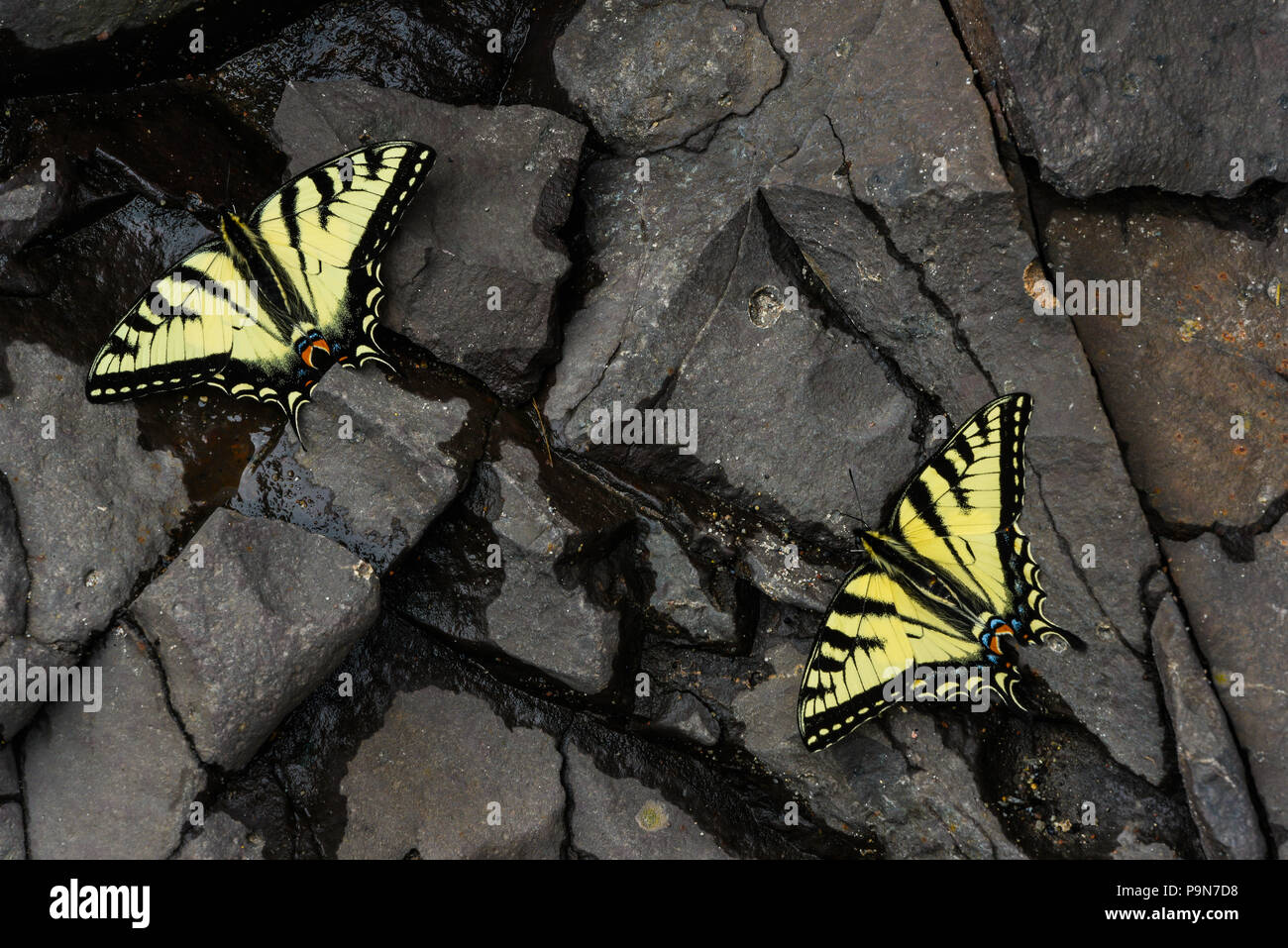 E. Tiger Swallowtail butterflies (Papilio glaucus) drinking water, Minnesota, USA, by Bruce Montagne/Dembinsky Photo Assoc Stock Photo