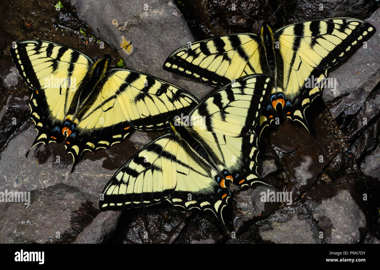 E. Tiger Swallowtail butterflies (Papilio glaucus) drinking water, Minnesota, USA, by Bruce Montagne/Dembinsky Photo Assoc Stock Photo