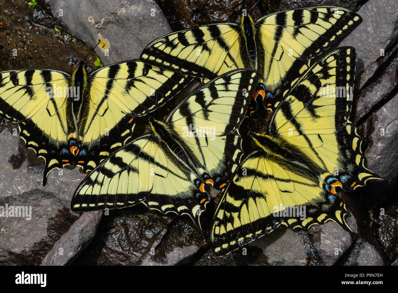 E. Tiger Swallowtail butterflies (Papilio glaucus) drinking water, Minnesota, USA, by Bruce Montagne/Dembinsky Photo Assoc Stock Photo