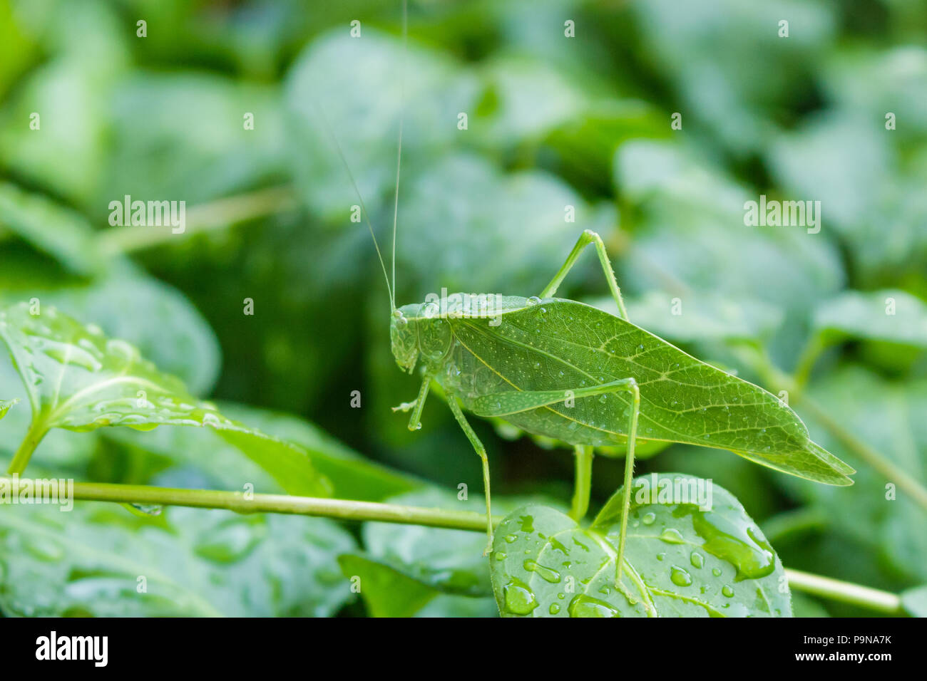 A Katydid leaf bug on a vinca vine covered with water droplets. Stock Photo