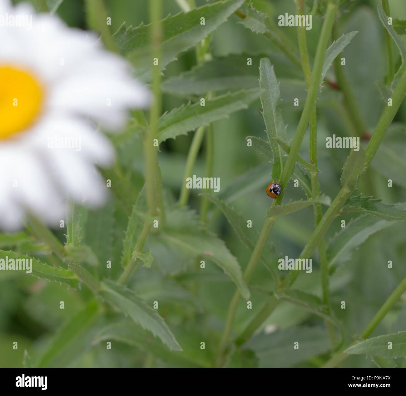 A ladybug on a daisy stem looking at you. Stock Photo