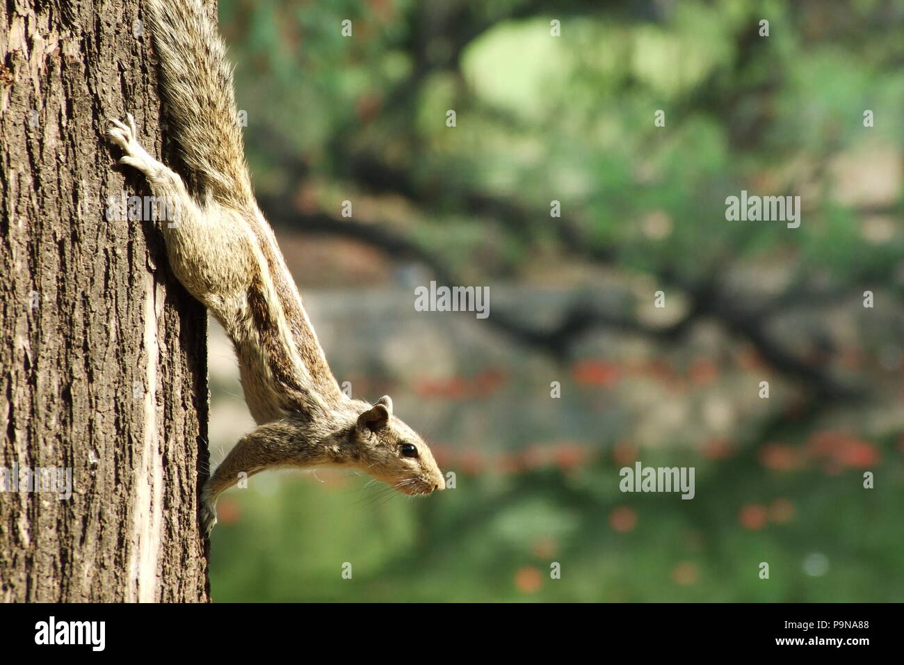 A squirrel about to jump in a park in India Stock Photo