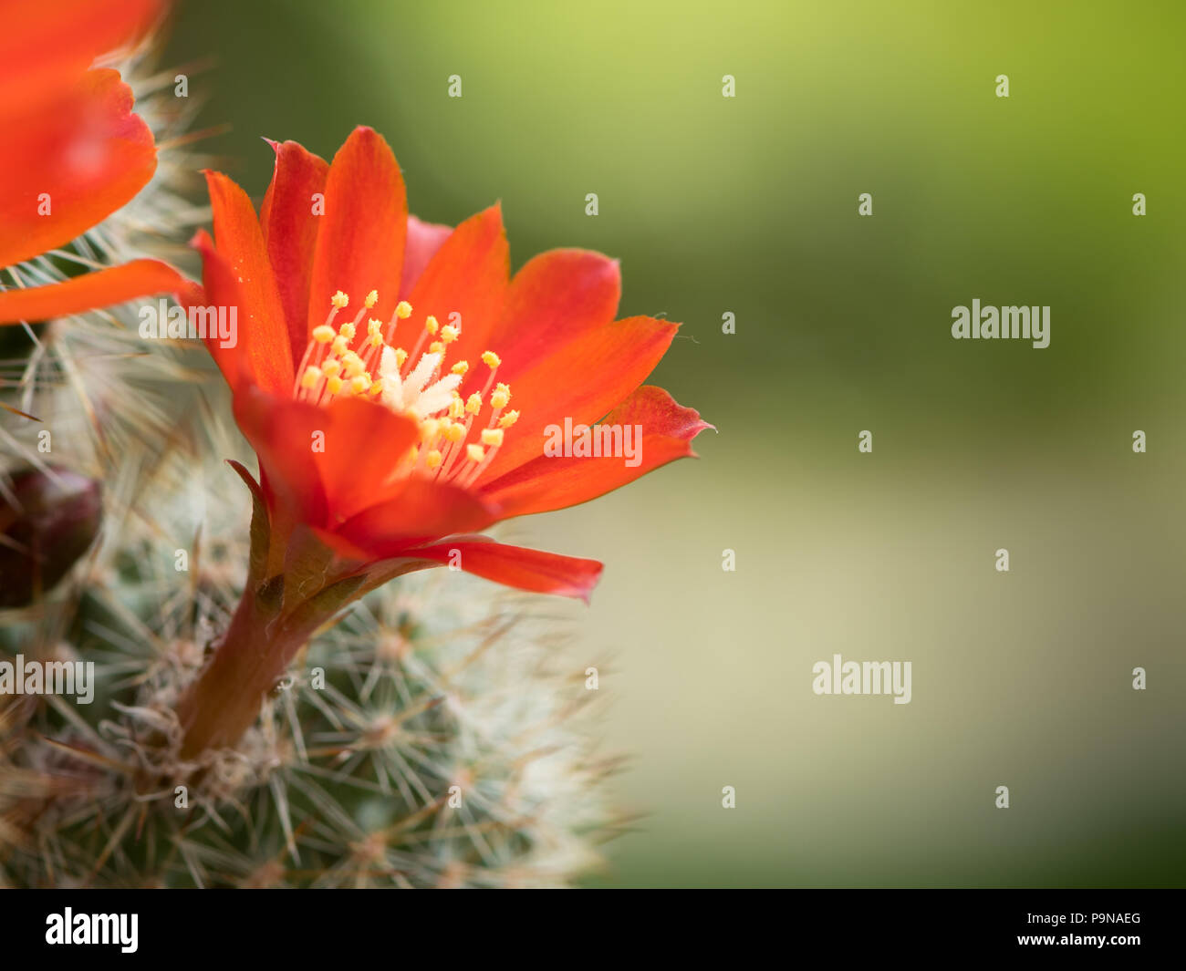Closeup of colorful red blossoms of a small cactus (Rebutia, Aylostera) Stock Photo