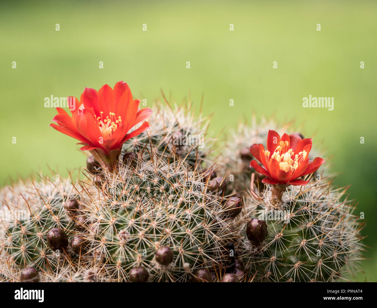 Closeup of colorful red blossoms of a small cactus (Rebutia, Aylostera) Stock Photo