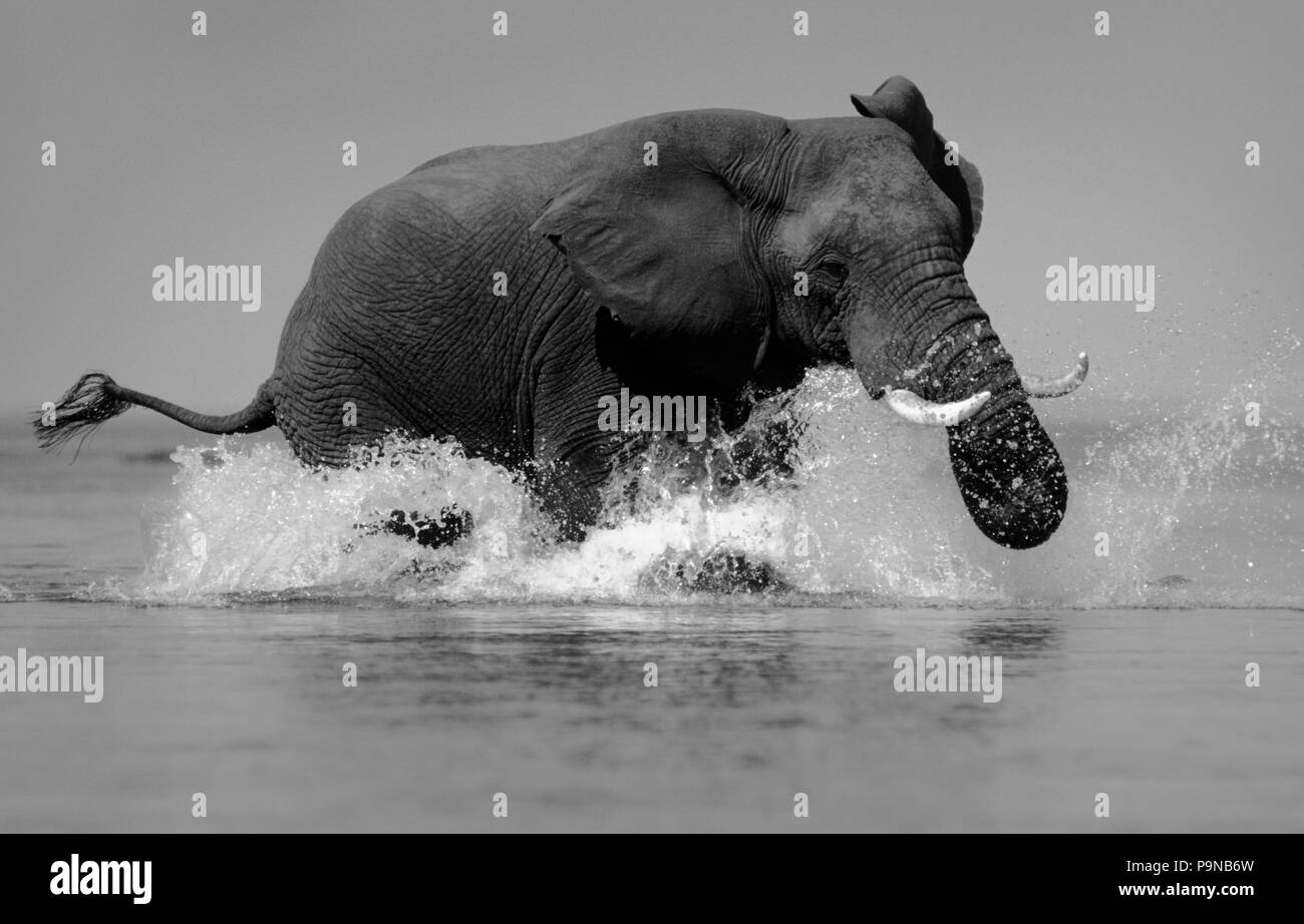 An AFRICAN ELEPHANT MOCK CHARGES as my conoe gets to close for comfort on the ZAMBEZI RIVER - ZIMBABWE Stock Photo