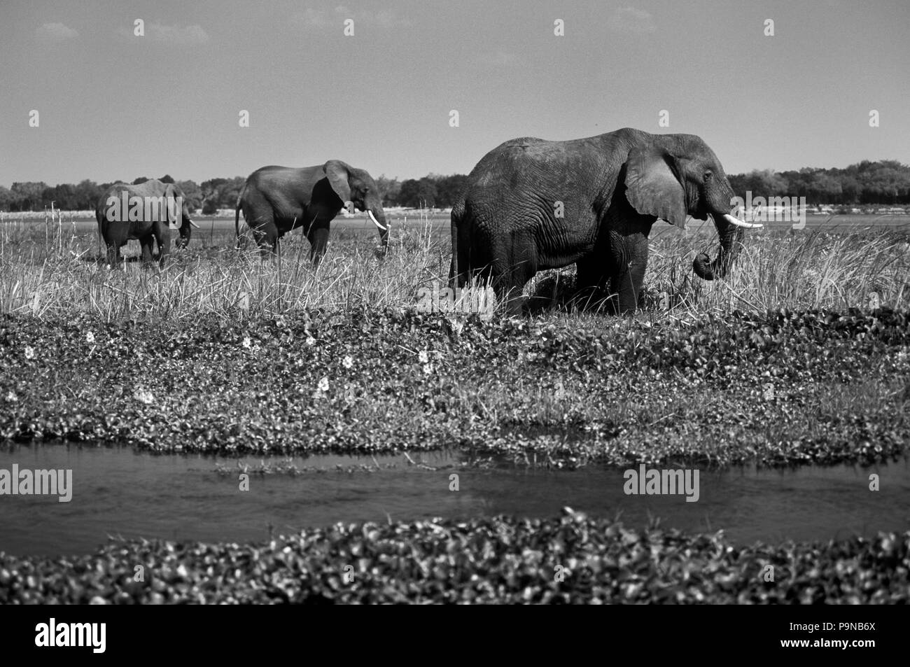 AFRICAN ELEPHANTS (Loxodanta Africana) forage in the shallows of the ZAMBEZI RIVER - ZIMBABWE Stock Photo