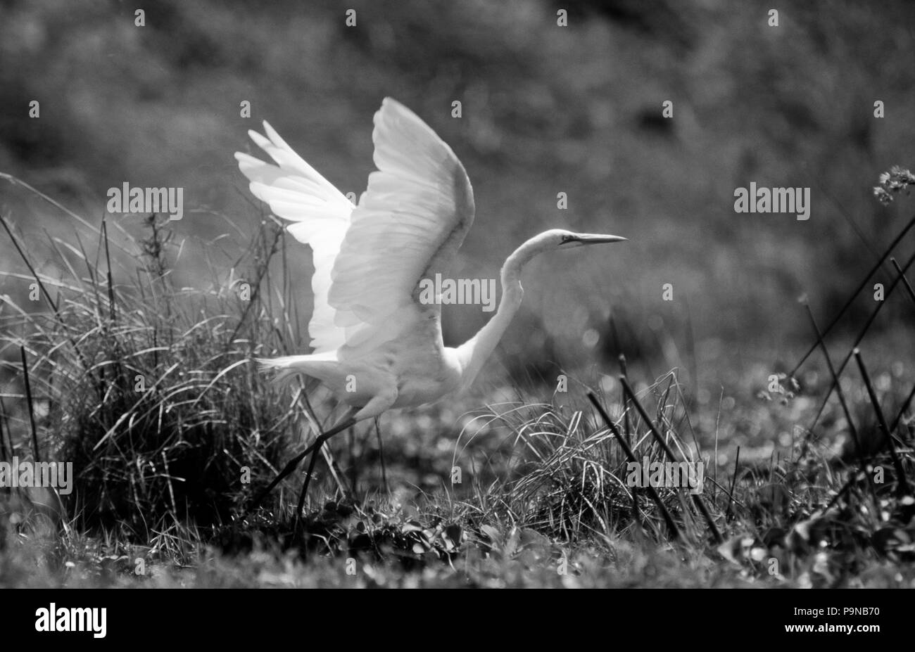 A GREAT EGRIT in flight along the shores of the ZAMBEZI RIVER - ZIMBABWE Stock Photo