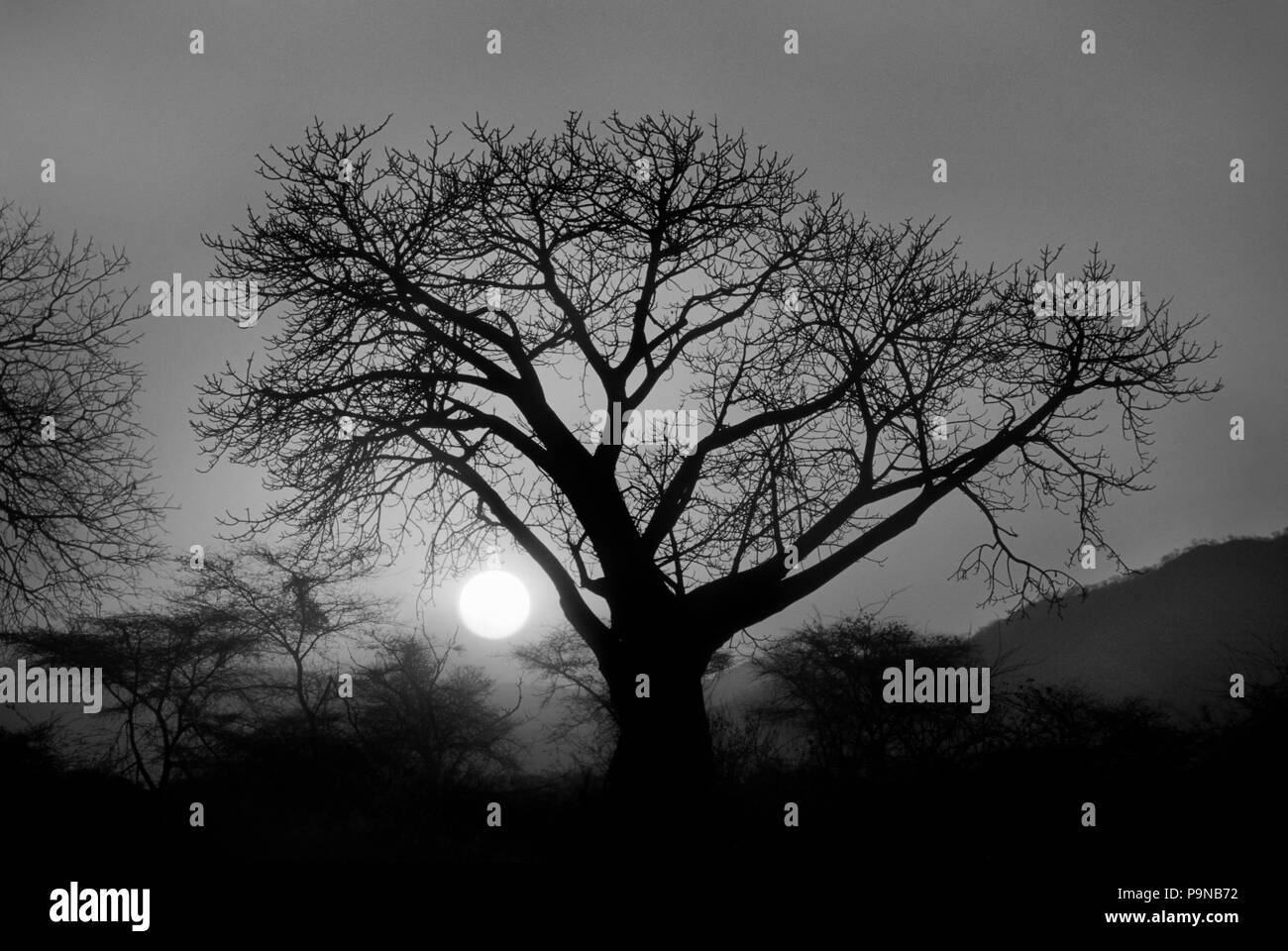 The sunset silhouettes a BAOBAB TREE - ZAMBIA Stock Photo