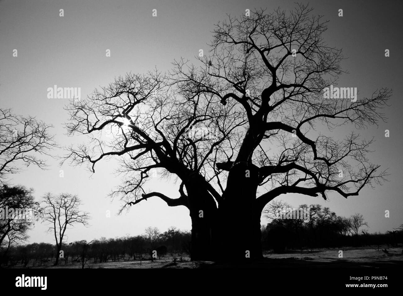 The beautiful shape of a gigantic BAOBAB TREE - MATUSADONA NATIONAL PARK, ZIMBABWE Stock Photo