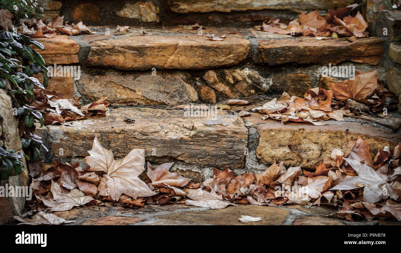 Autumn Leaves on Stone Steps Stock Photo