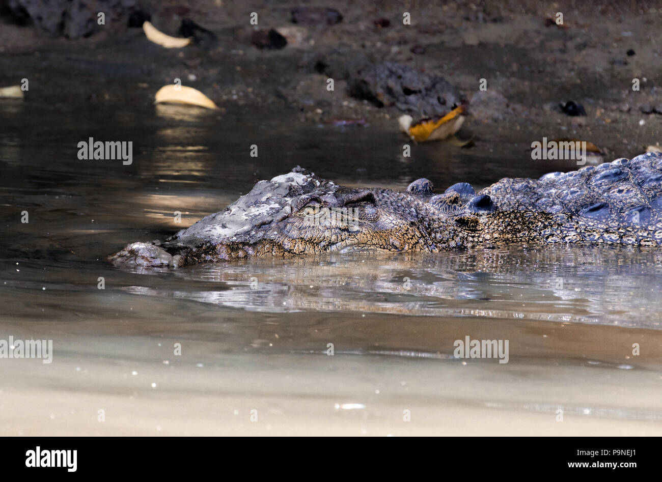 Crocodile in the Daintree, Cairns Stock Photo