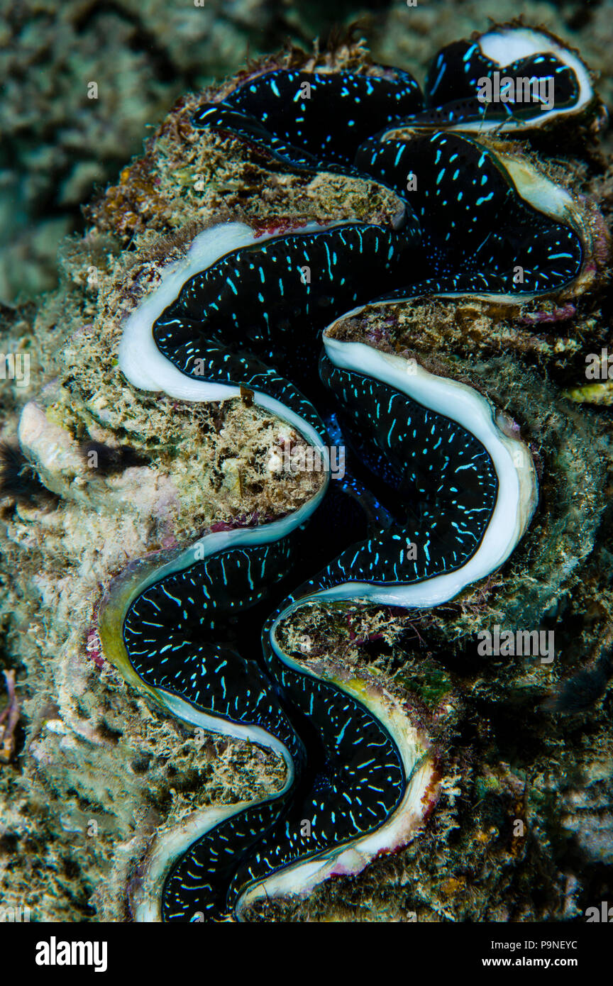 Neon blue markings on the curved lips of a Fluted Giant Clam on a reef. Stock Photo