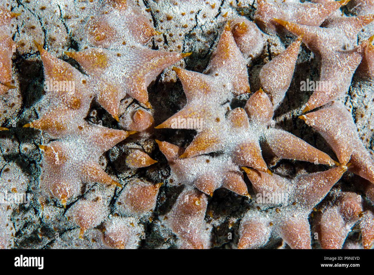 Large fleshy spikes cover the skin of the Pineapple Sea Cucumber to protect it from predators. Stock Photo