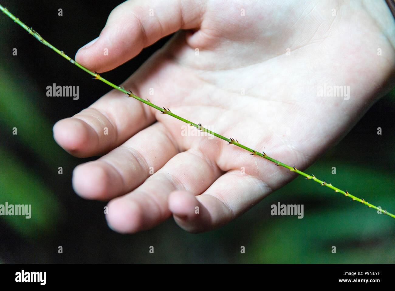 Flagella of Wait-Awhile Palm used by palm liana to climb to the top of the canopy. Stock Photo