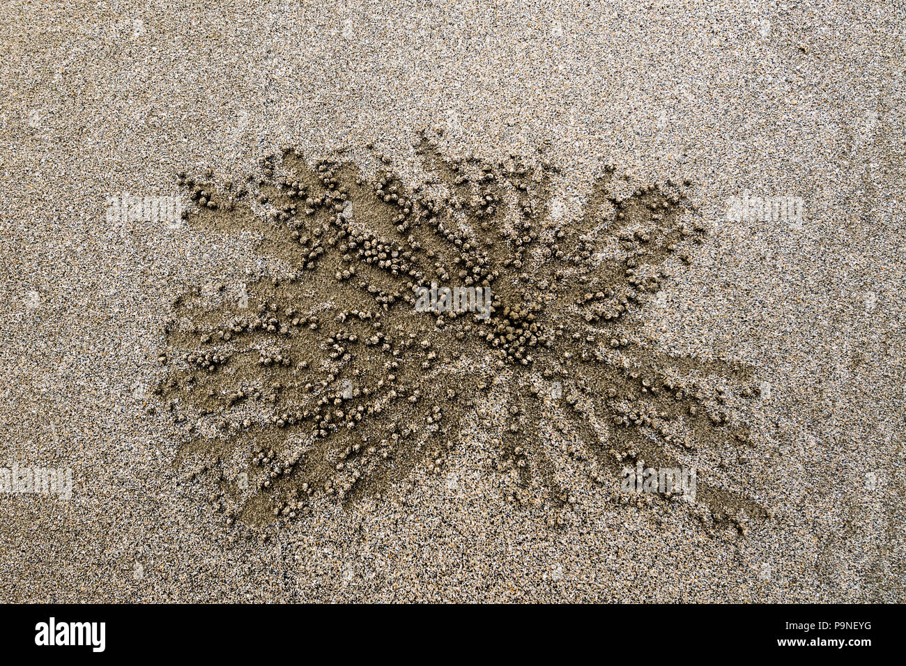 Sand Bubbler Crabs scour the sand around their burrows for food ...