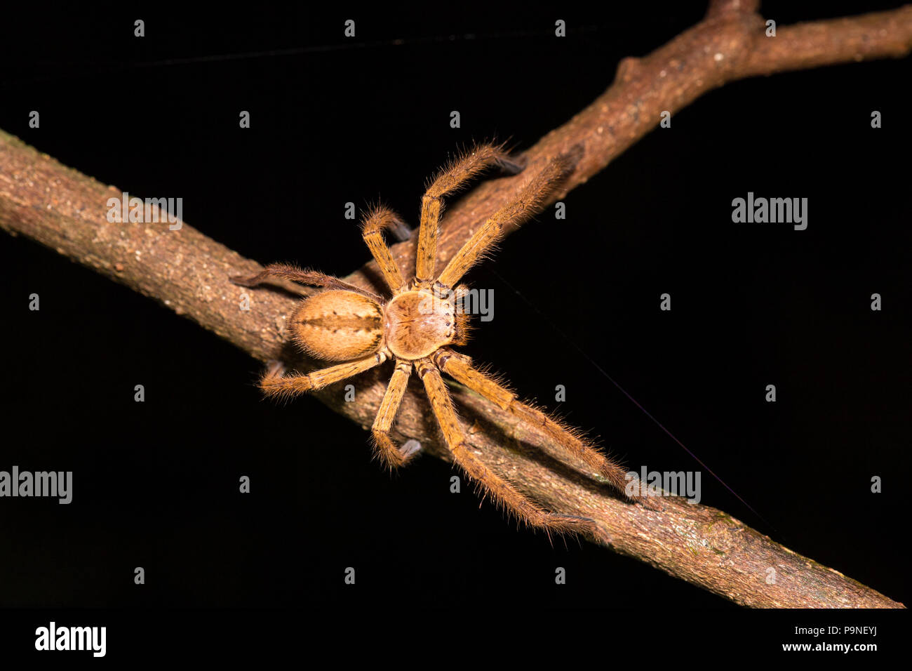 A Badge Huntsman Spider walking along a branch at night in the rainforest. Stock Photo