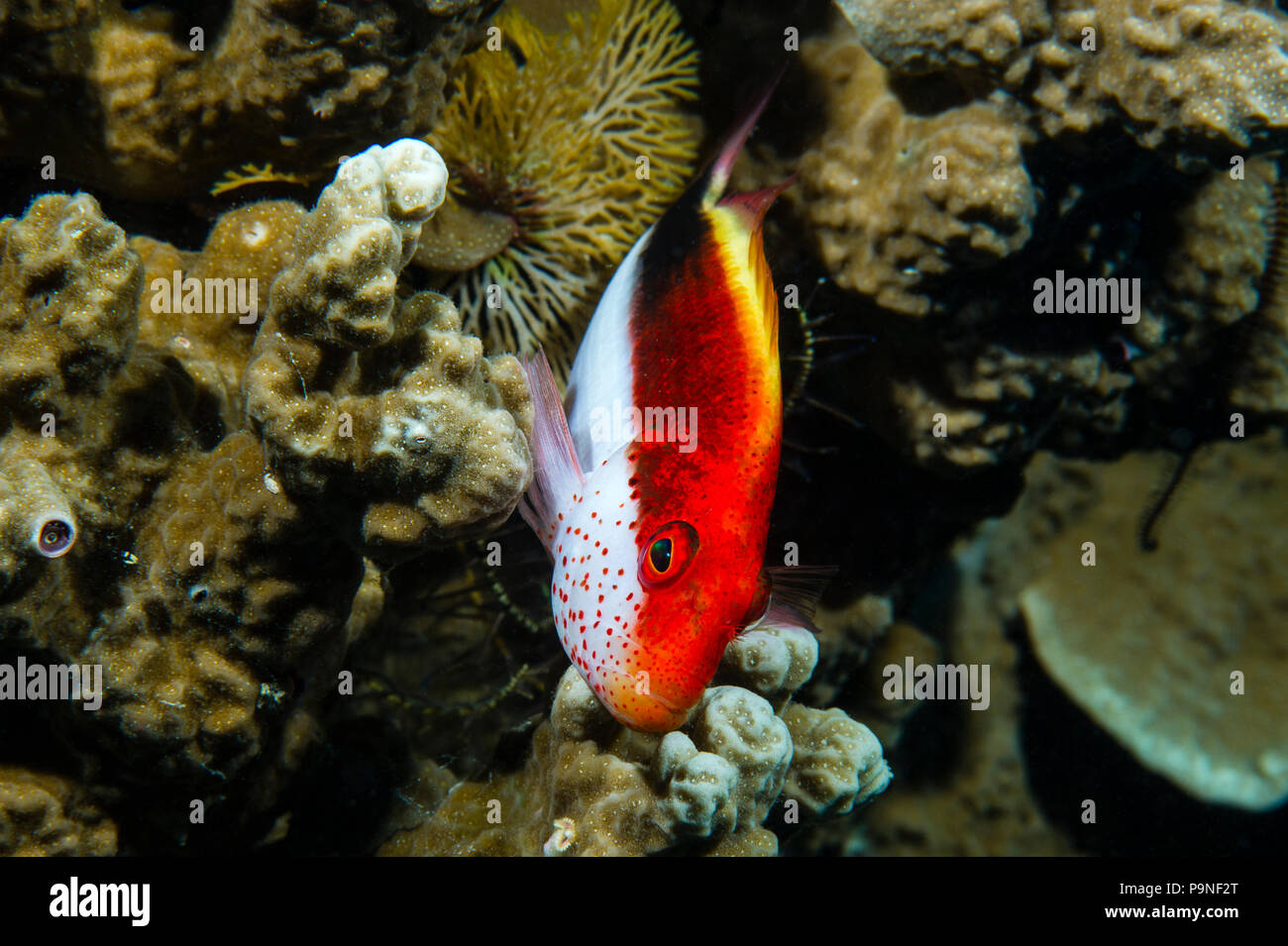 A Freckled Hawkfish taking shelter in a coral reef. Stock Photo