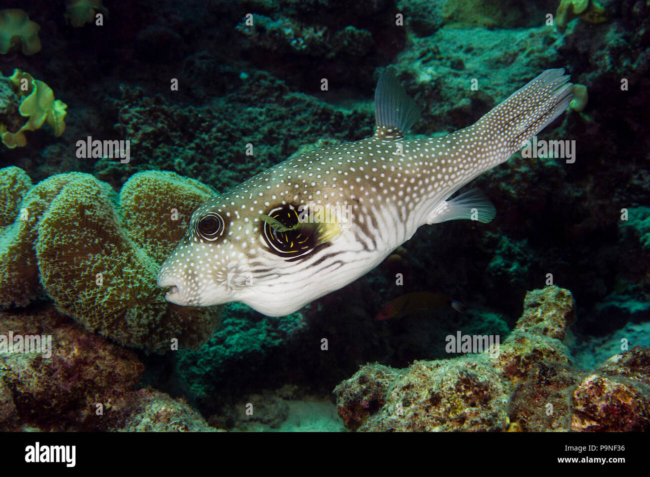 A White-spotted Puffer fish swimming in a coral reef. Stock Photo