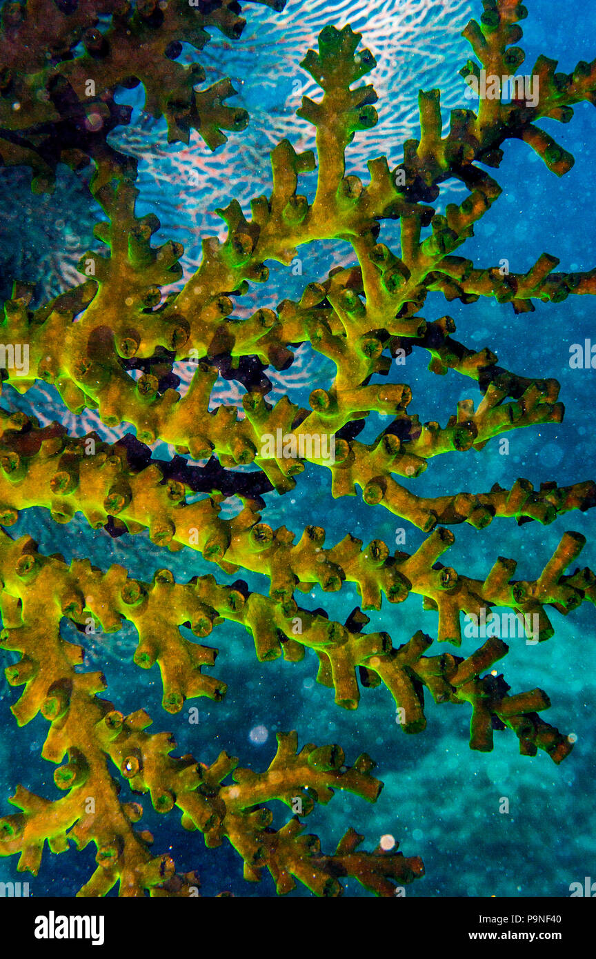 Tubastraea, a sun coral also known as a sun polyp. Stock Photo