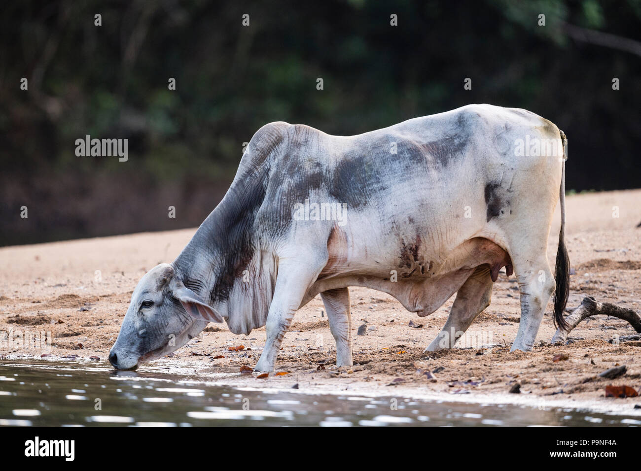 A Brahman cattle drinking from the sandy shore of the Daintree River. Stock Photo