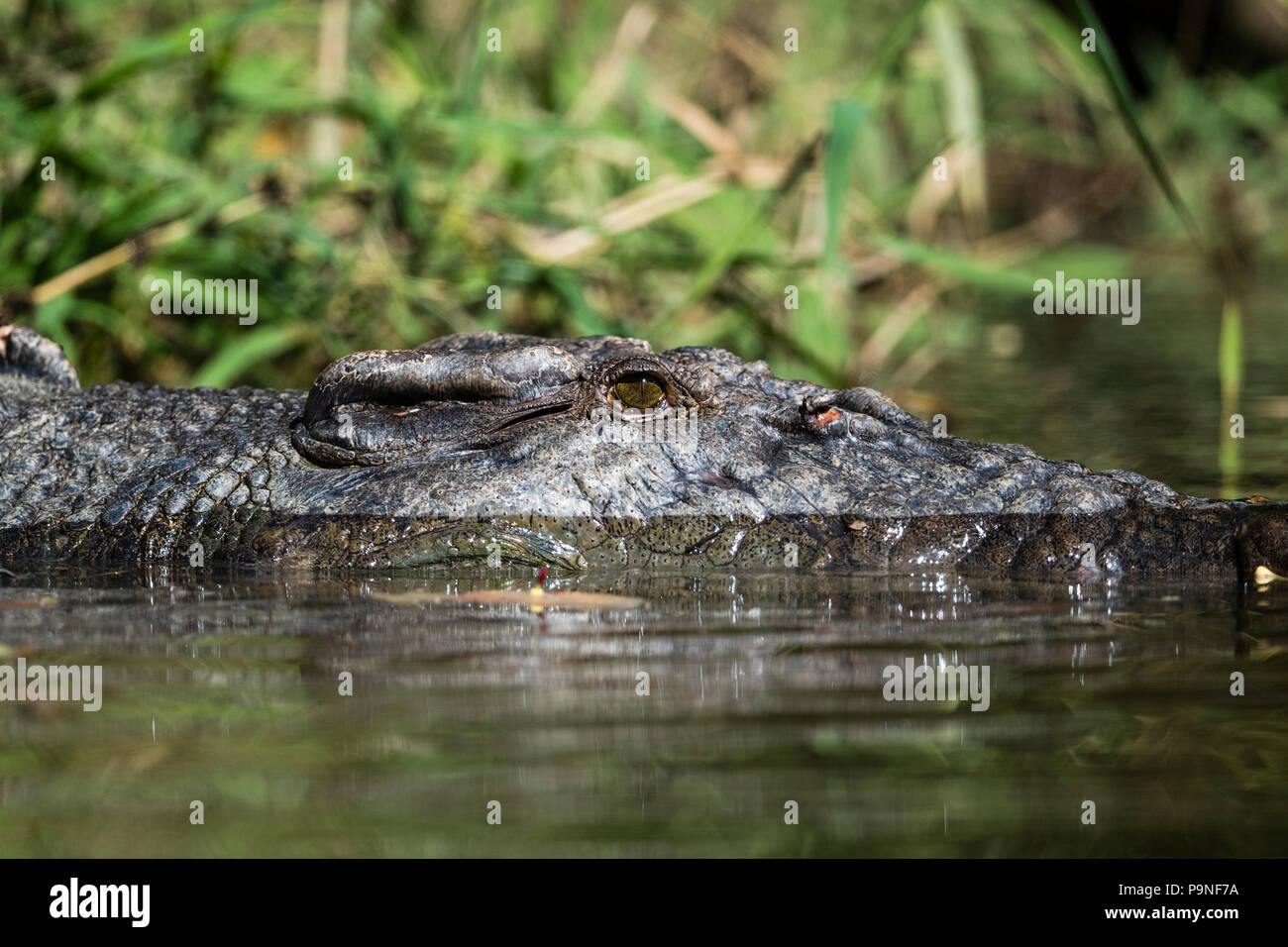 A Saltwater Crocodile swimming on the surface of a river. Stock Photo