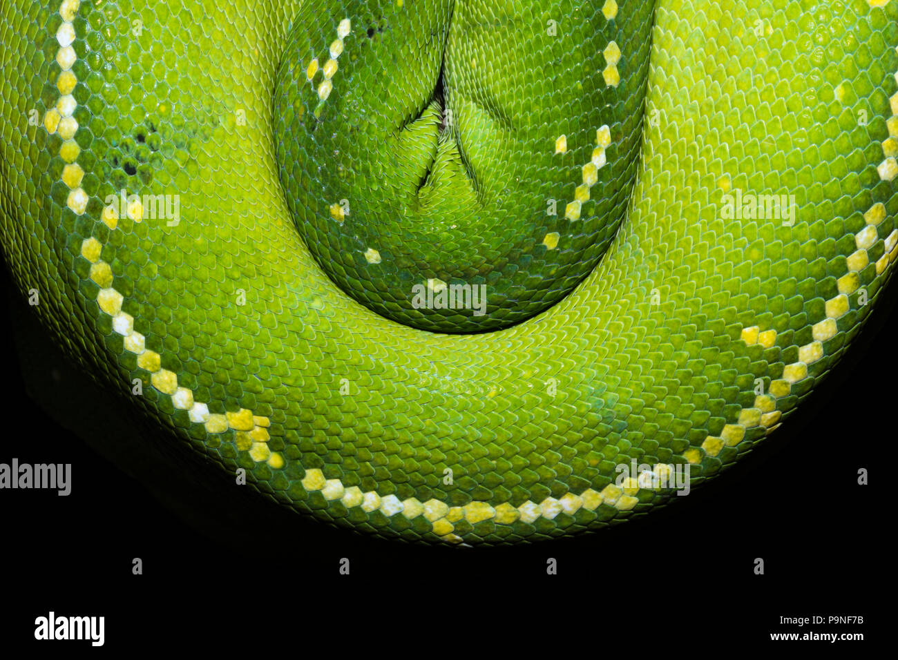 The emerald coils and scales of a Green Tree Python hanging. Stock Photo