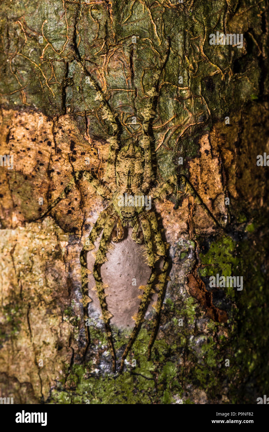 A Lichen Huntsman Spider camouflaged like lichen on a tree trunk in the rainforest. Stock Photo