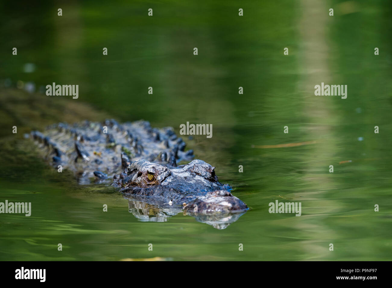 A Saltwater Crocodile swimming on the surface of a river. Stock Photo