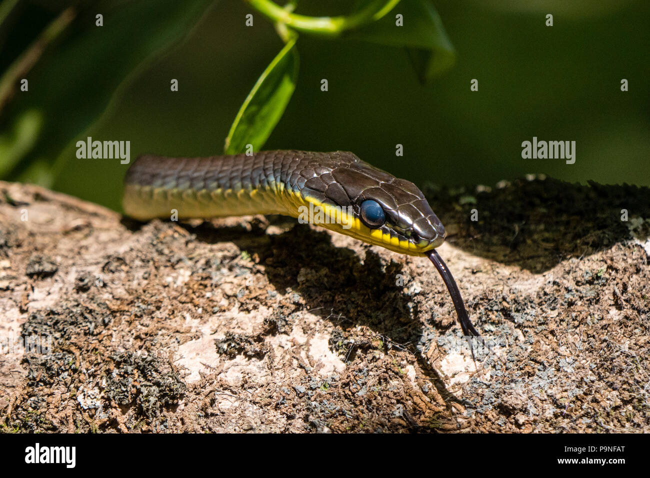 The forked tongue of a Green Tree Snake scenting a tree branch for prey. Stock Photo