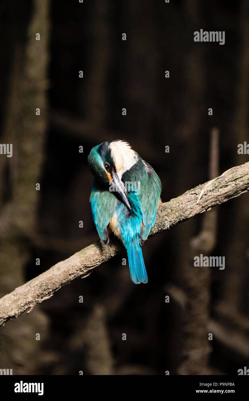 A Forest Kingfisher roosting on a mangrove tree. Stock Photo
