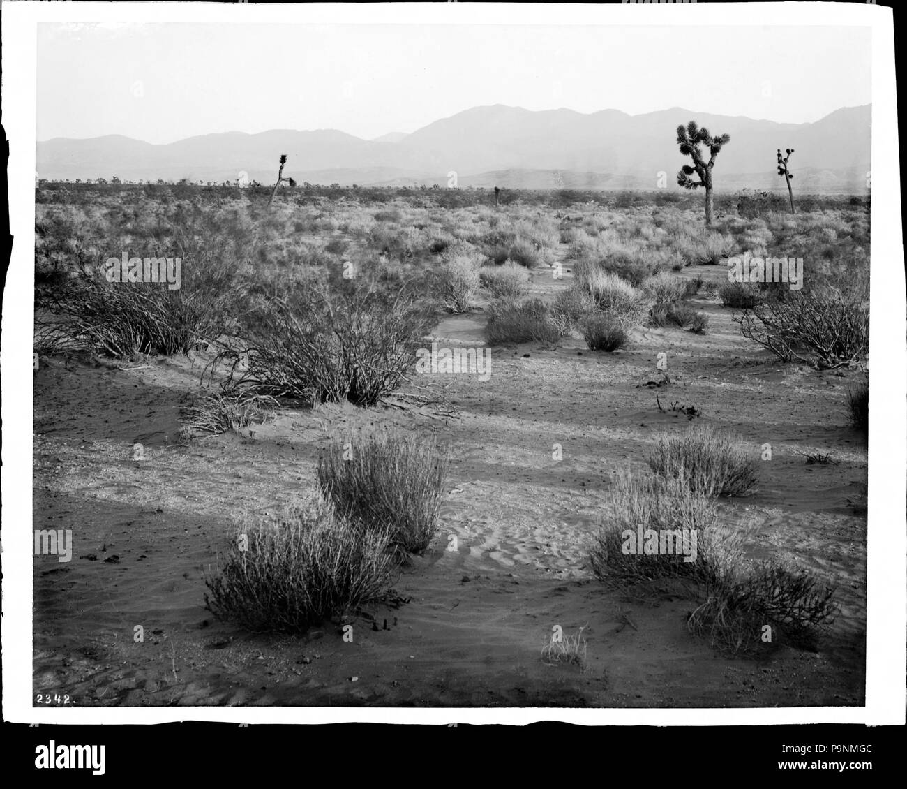 80 A few Joshua Trees (Yucca Mohaviensis) in the Mojave Desert, ca.1903 (CHS-2342) Stock Photo