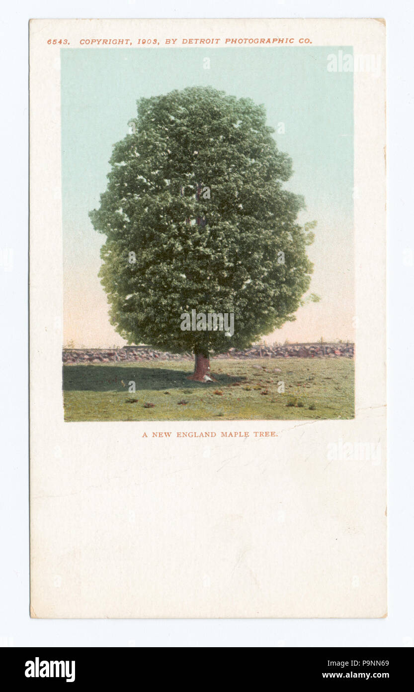 Maple tree identification hi-res stock photography and images - Alamy