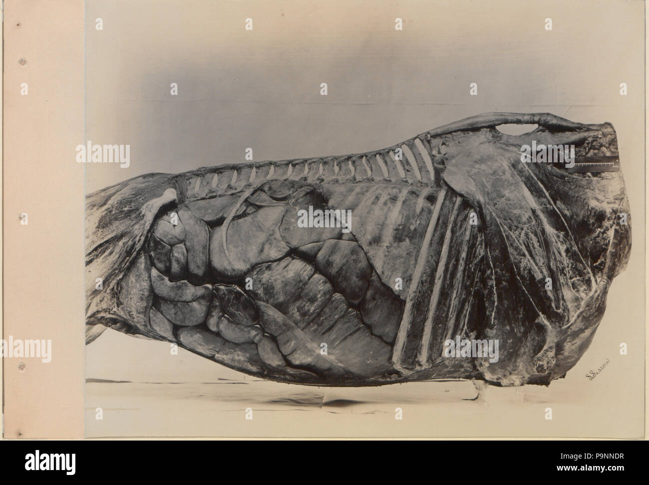 88 A series of photographs illustrating the anatomy of the horse and dog by the method of frozen preparations and sections Prepared by S Sisson of Toronto (HS85-10-9846-4) Stock Photo