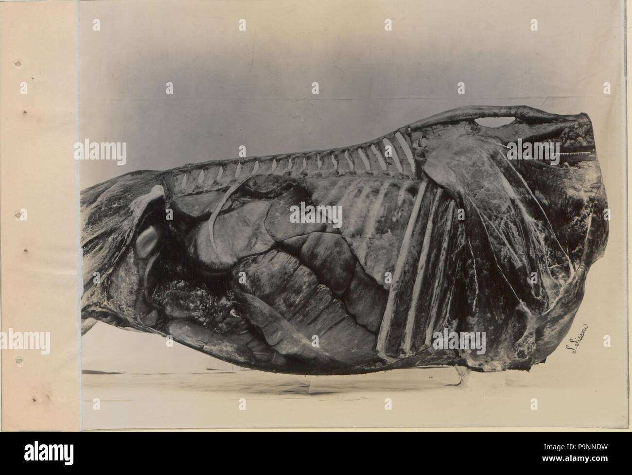 88 A series of photographs illustrating the anatomy of the horse and dog by the method of frozen preparations and sections Prepared by S Sisson of Toronto (HS85-10-9846-5) Stock Photo