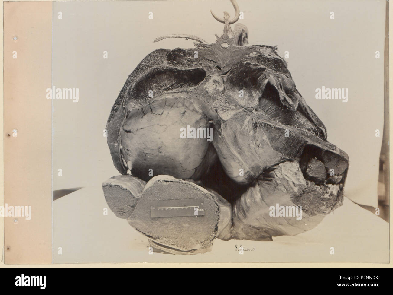 88 A series of photographs illustrating the anatomy of the horse and dog by the method of frozen preparations and sections Prepared by S Sisson of Toronto (HS85-10-9846-6) Stock Photo