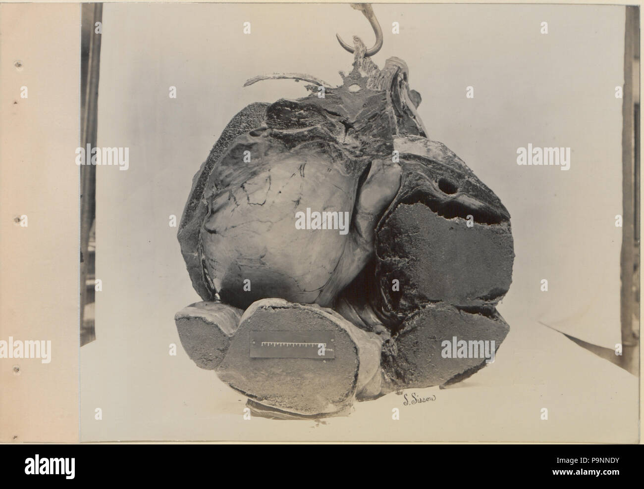 88 A series of photographs illustrating the anatomy of the horse and dog by the method of frozen preparations and sections Prepared by S Sisson of Toronto (HS85-10-9846-7) Stock Photo