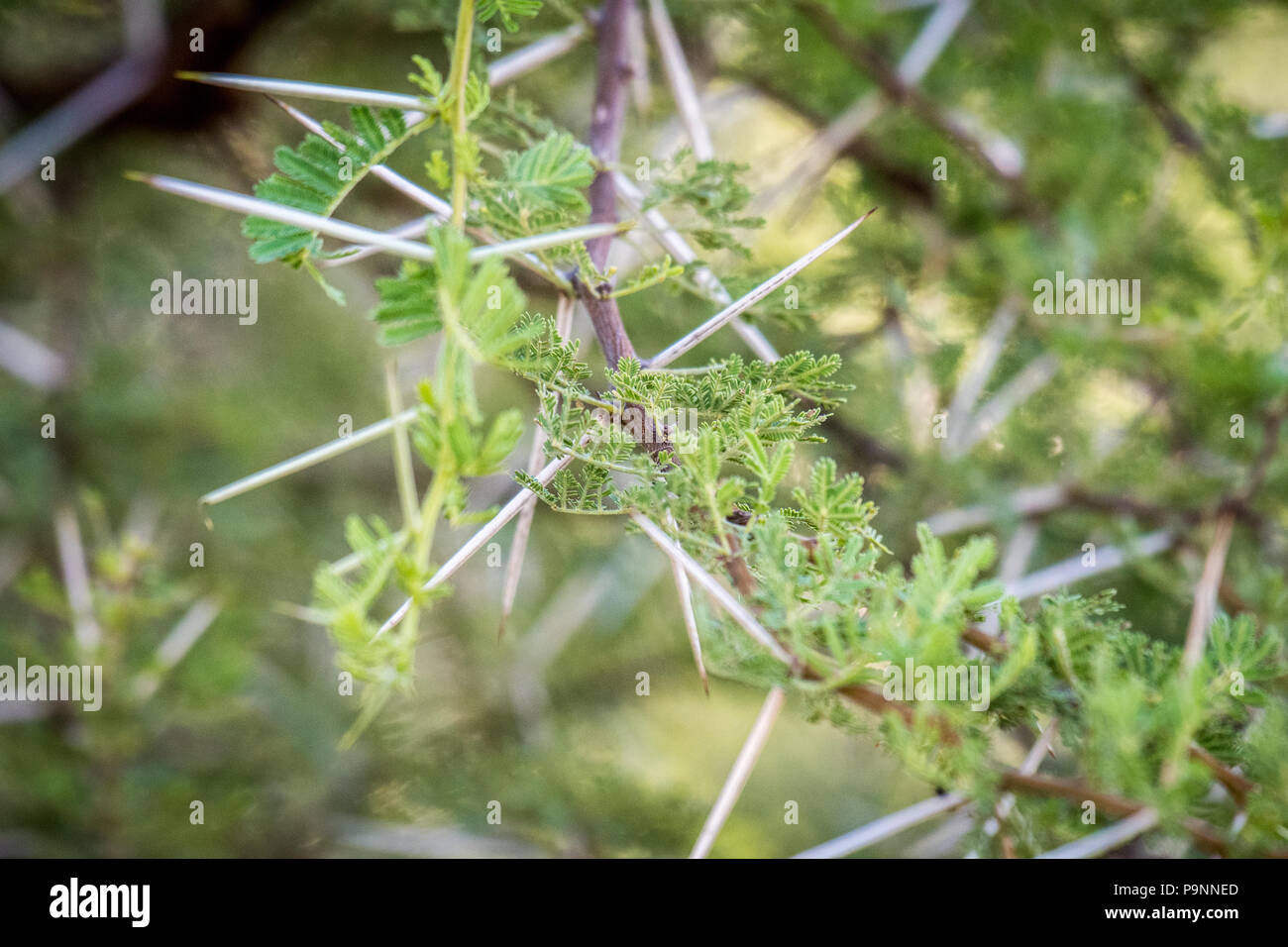 A close up of a camel thorn bush. Hwange, Zimbabwe Stock Photo - Alamy