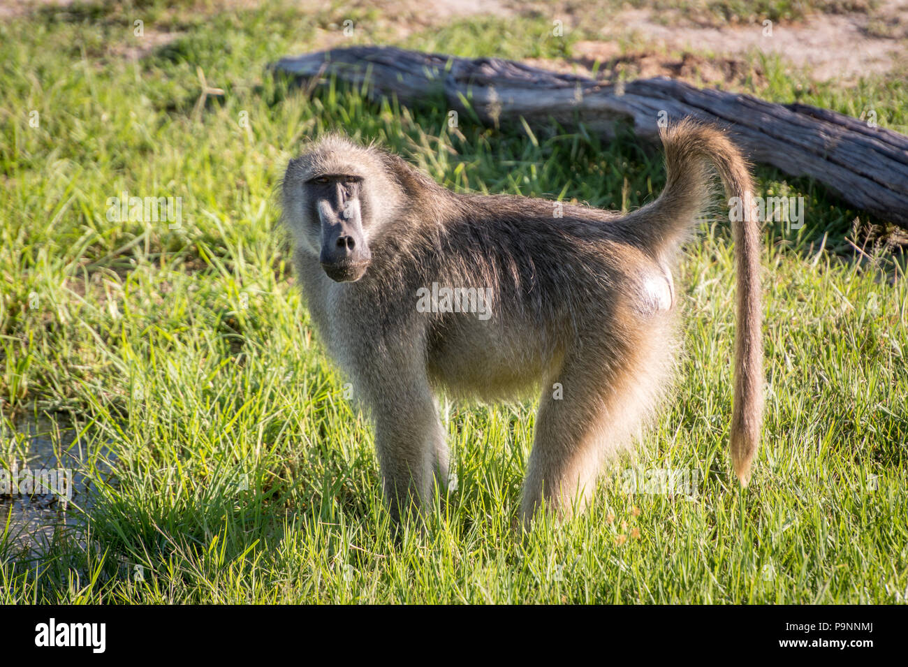 A Chacma baboon walks through the grasslands of the savanna in Hwange National Park. Hwange, Zimbabwe Stock Photo