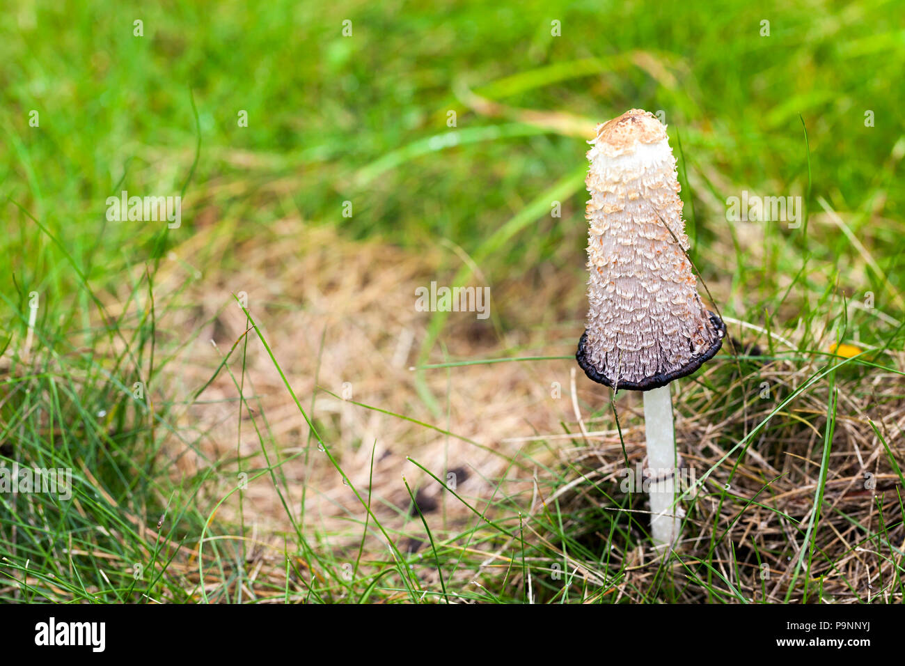 white mushroom, which began to self-destruct in connection with the spraying of spores, photo close-up on the background of grass, autumn Stock Photo