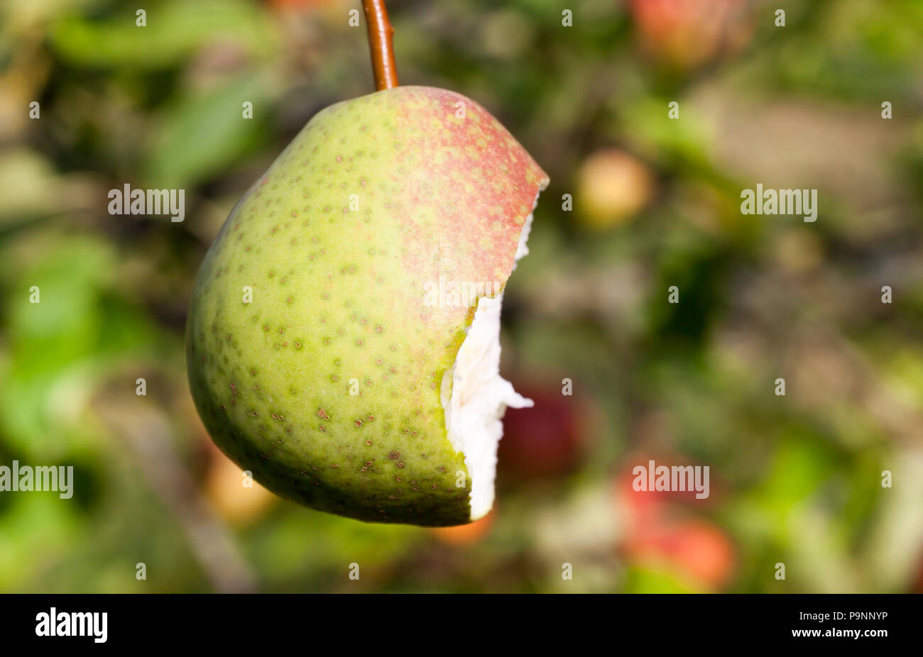 Biten Pear bitten on the tree ripe juicy pear green with reddened one side, close ...