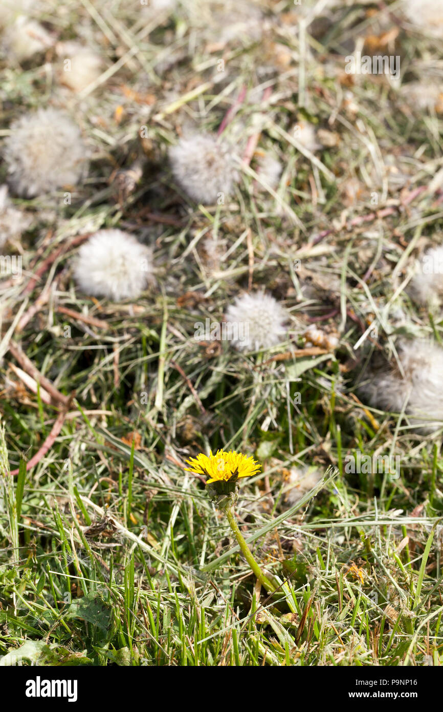 Top view sloping meadow in hi-res stock photography and images - Alamy