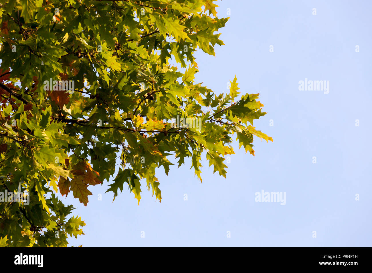 Oak tree against a blue sky hi-res stock photography and images - Alamy
