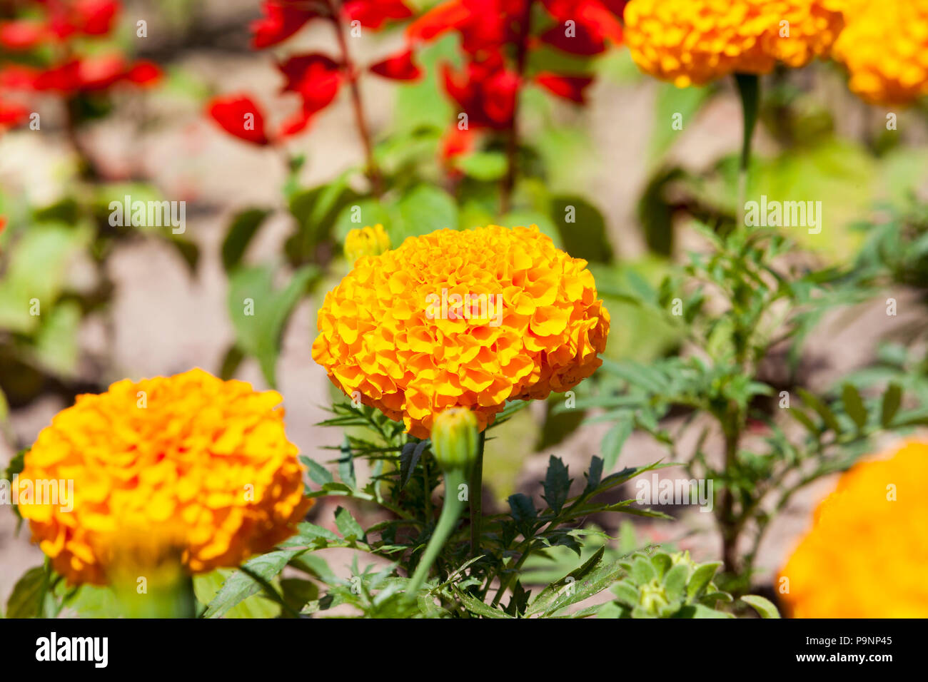 Dirty flowers hires stock photography and images Alamy