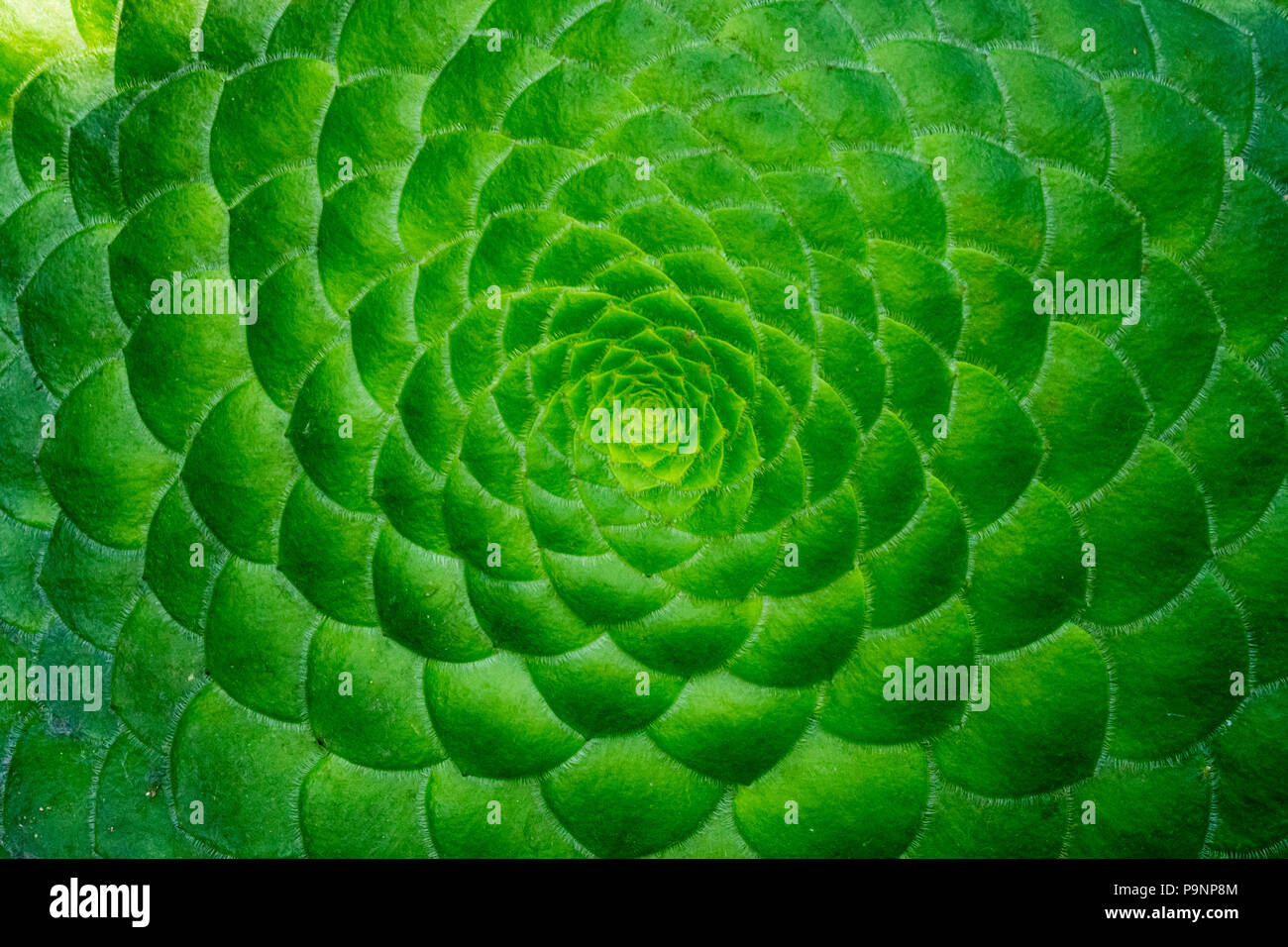 Green Spiral Succulent (Aeonium tabuliforme) Stock Photo