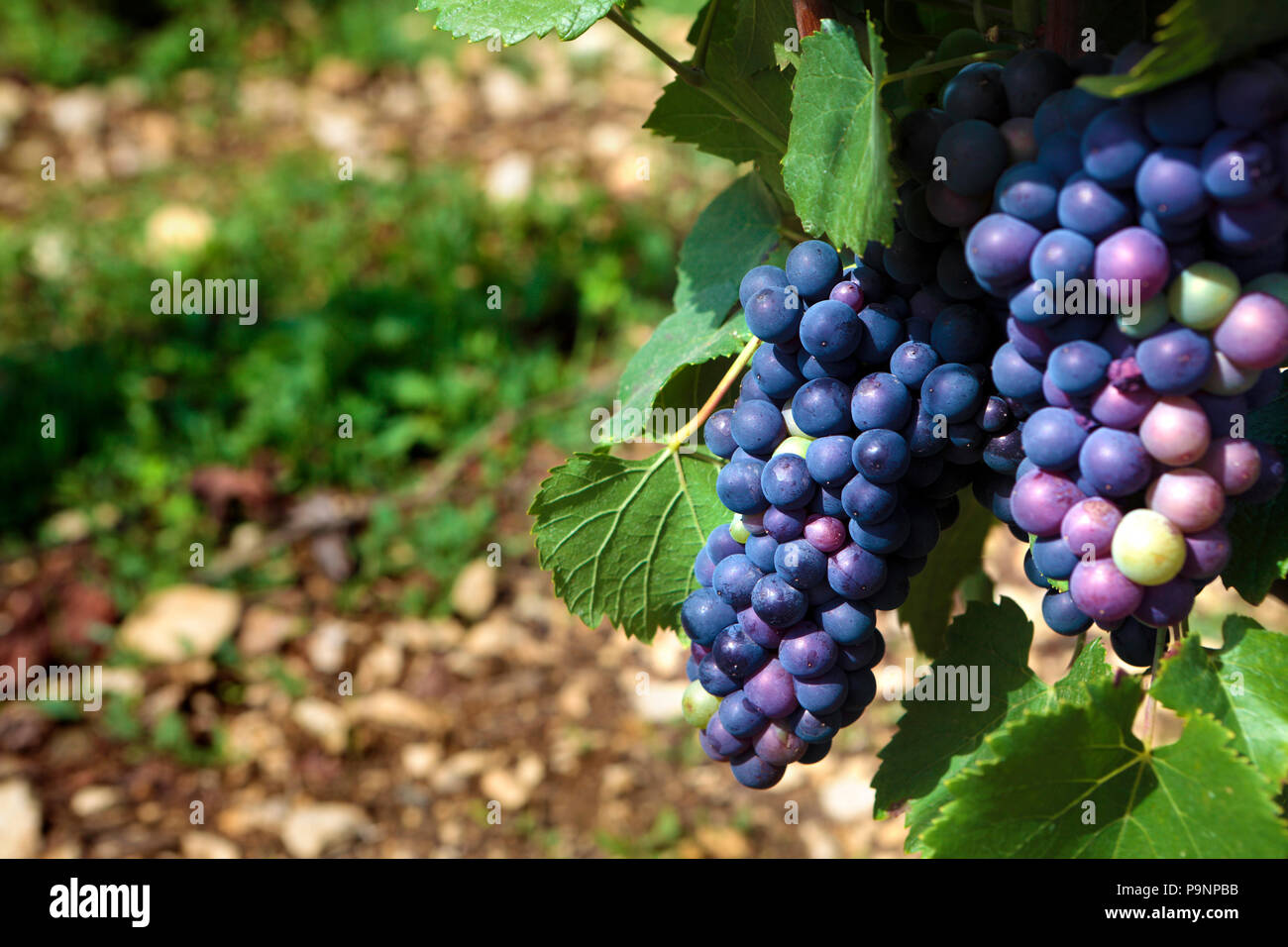 Red pinot noir red wine grapes Burgundy vineyard France. Stock Photo