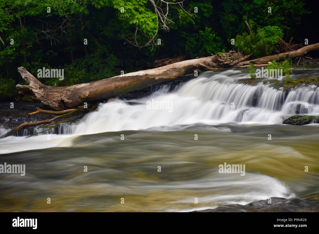An old tree caught in the river Stock Photo - Alamy