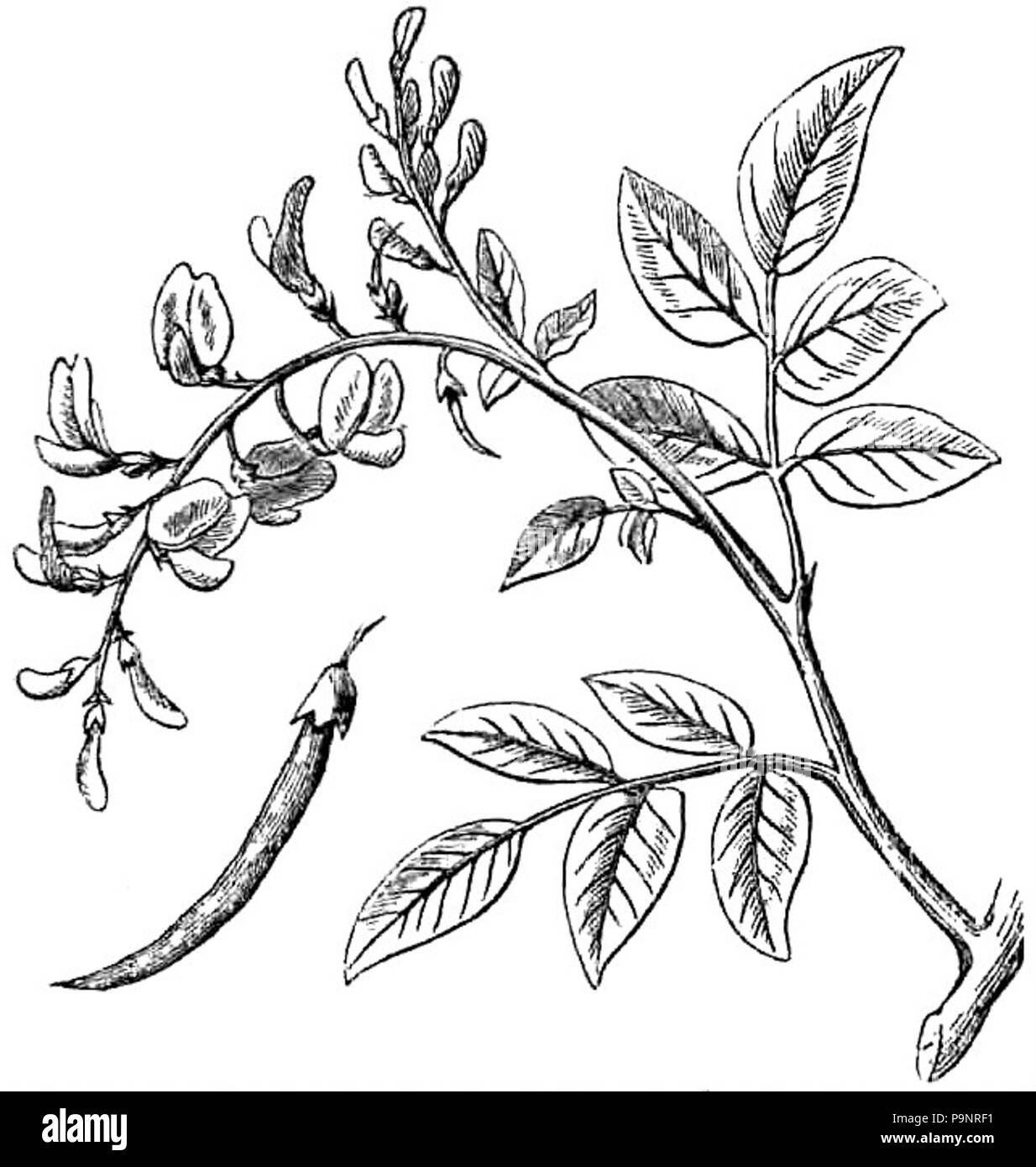 . English: Drawing of leaves, flowers and fruit of the camwood (Baphia nitida). published 1879 121 AmCyc Camwood Stock Photo
