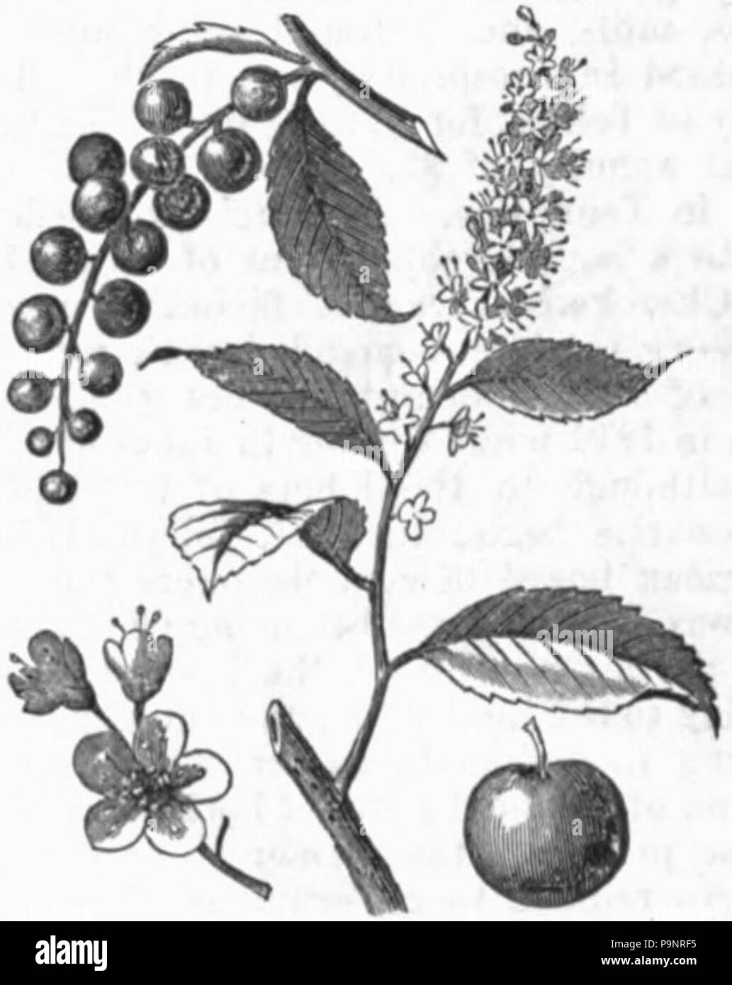 'wild cherry' tree Black and White Stock Photos & Images - Alamy